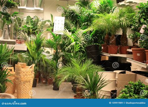 Plants in garden center stock image. Image of marketplace - 10991989