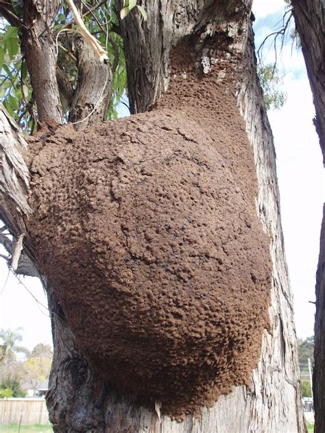 Termites In Australia All You Need To Know