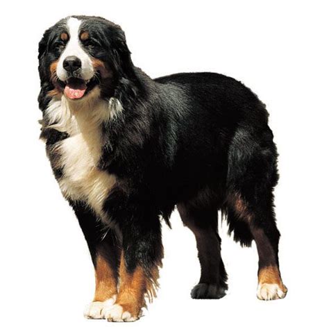Berner Sennenhond Informatie Over De Berner Sennenhond Royal Canin
