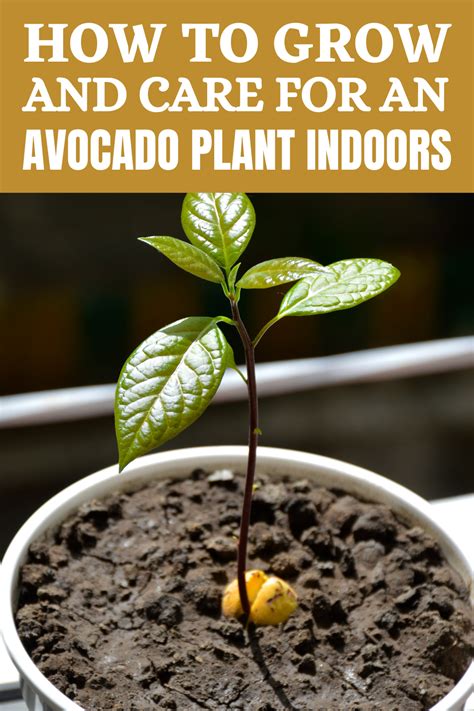 How To Grow And Care For An Avocado Plant Indoors Small Garden Pots