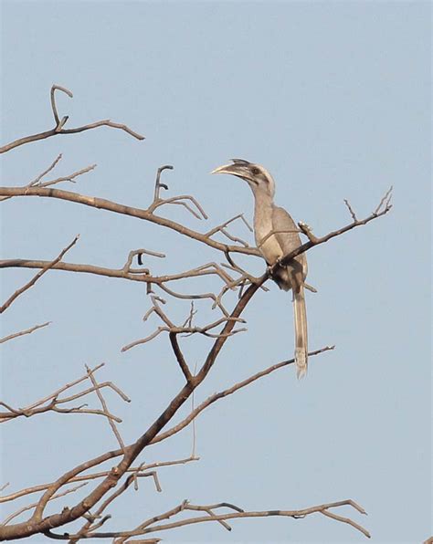 INDIAN GREY HORNBILL – Nanoli Stud