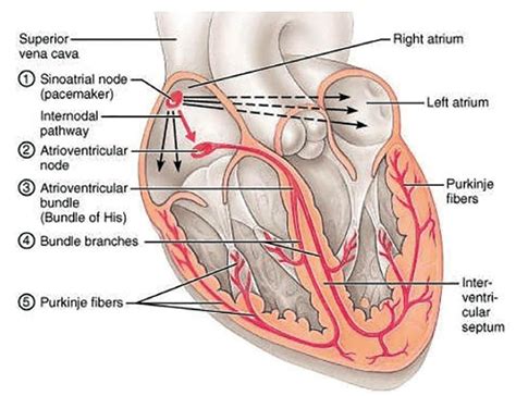 Conduction System Of The Heart Bundle Of His