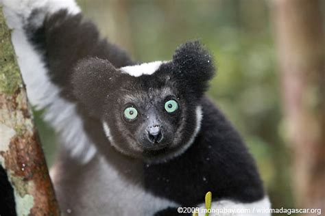 The Biggest Lemur