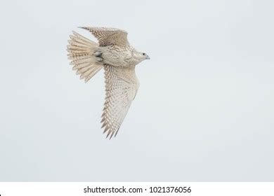 Whitemorph Gyrfalcon Flying Across Overcast Sky Stock Photo 1021376056 | Shutterstock