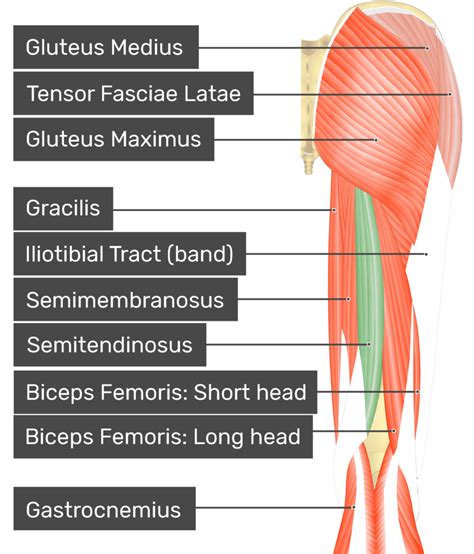 Semitendinosus And Semimembranosus Muscles