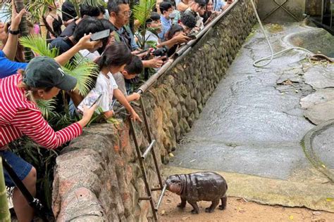 Cómo El Hipopótamo Mu Deng De Un Zoológico Tailandés Se Convirtió En