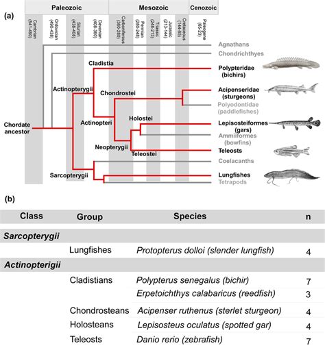 A Cladogram Showing The Phylogenetic Relationships Of The Four Major