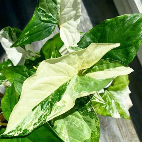 Jual Syngonium Albo Variegata Putih Tanaman Hias Murah Terlaris