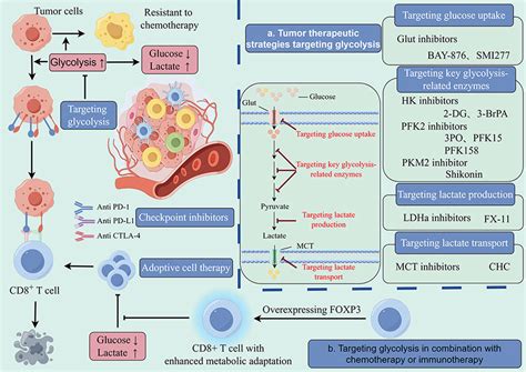 Frontiers Glycolysis In The Tumor Microenvironment A Driver Of