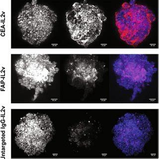 Heterotypic Spheroids Generation And Histology A Heterotypic