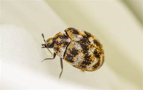 Carpet Beetle 101 Tackling An Infestation In Hendersonville