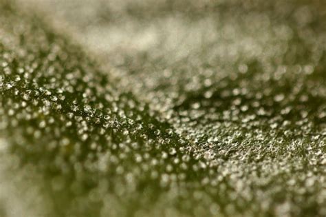 Premium Photo Macro Shot Of Green Leaf