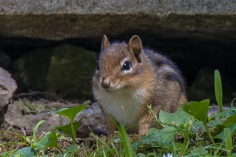 How To Catch Chipmunk Rules For Getting Rid Of Elusive Rodents