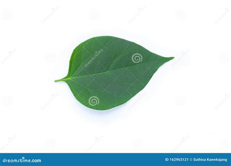 Green Leaf Isolated On White Background Stock Image Image Of Fresh