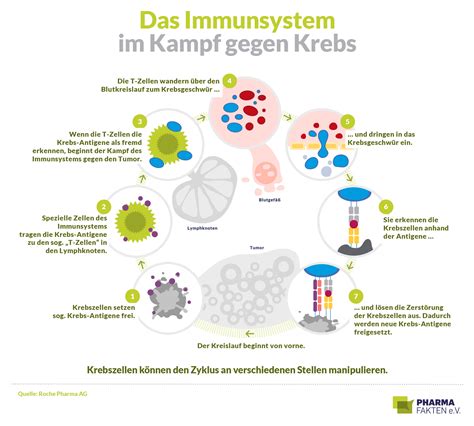 Von A Wie Antik Rper Bis T Wie Thymus Wie Das Immunsystem Krankheiten