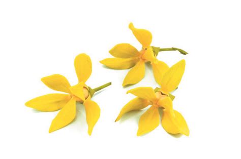 Olio Essenziale Di Ylang Ylang Euforia Festaiola Aromaterapia Witt