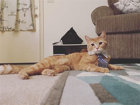 1685 best Business Cat images on Pholder | Cats In Business Attire ...