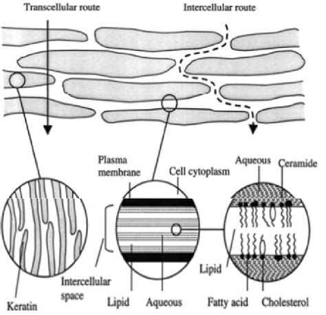 Brick And Mortar Model Of Stratum Corneum And Penetration Routes