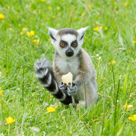 Ring-tailed lemur eating fruit — Stock Photo © michaklootwijk #12499373