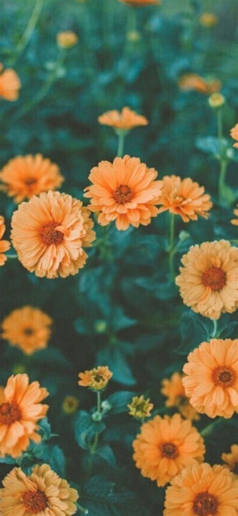 LockScreens Flowers Vibe Backgrounds Reblog Or Fav