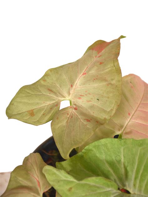 Syngonium Pink Spot Kaufen