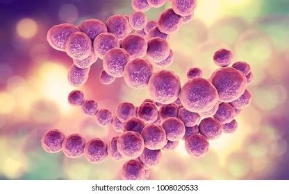 Bacterial Morphology Flashcards Quizlet