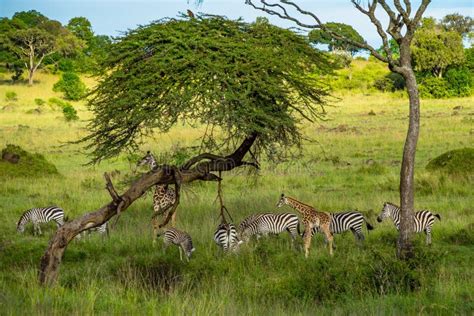 Rebaño De Cebras Y Jirafas En El Parque Nacional De Serengeti Tanzania