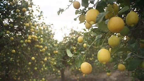 Amazon.com: Bulk Organic Lemons - Fresh from California Orchard ...