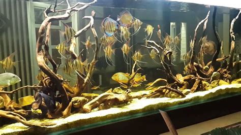 Altum Angelfish Care Guide Size Water Parameters Breeding