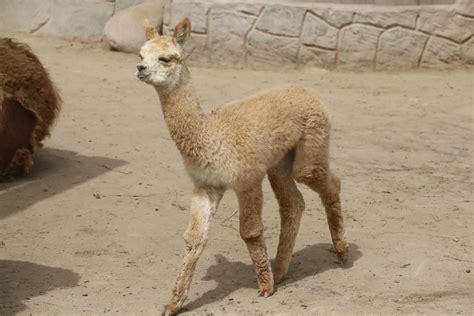 Paquita la bebé alpaca nacida en cautiverio en el Zoológico de