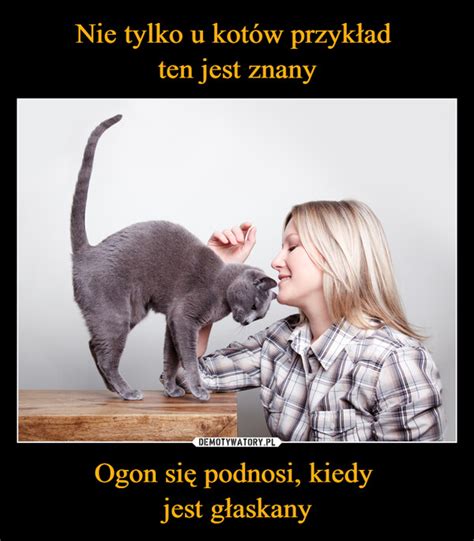 Nie tylko u kotów przykład ten jest znany Ogon się podnosi kiedy jest