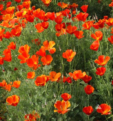 California Poppy Mikado Eschscholzia Californica Applewood Seed Co