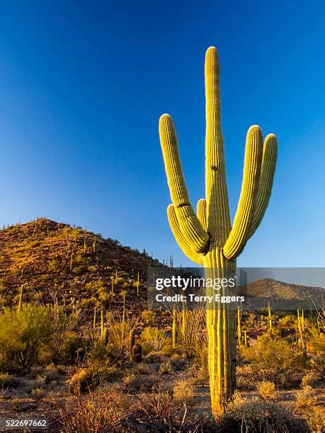 Sonoran Desert National Park Photos And Premium High Res Pictures