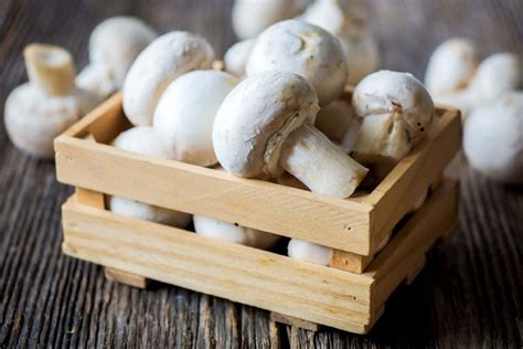 The Best 14 Porcini Mushroom Substitutes Greedy Gourmet