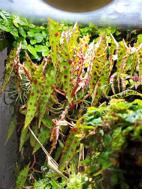 Begonia Amphioxus ‘butterfly For Sale Happyforeststore