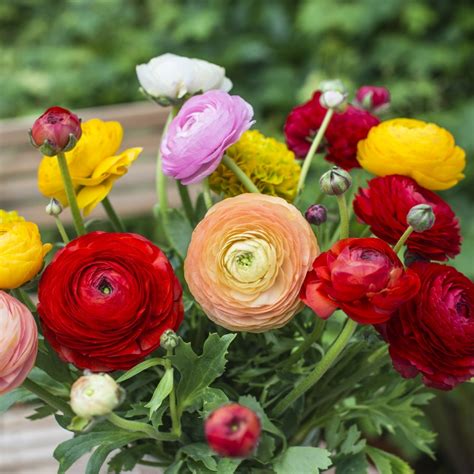 Ranunculus Asiaticus Aviv Mix