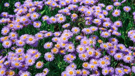 24 Gorgeous Types of Aster Flowers (#11 Is Wow) 