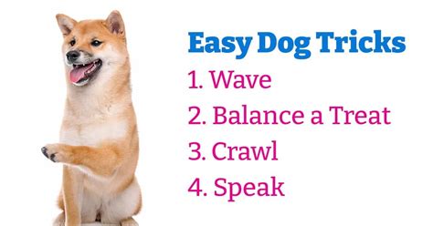 4 Crazy Cool and Easy Dog Tricks - My Dog's Name