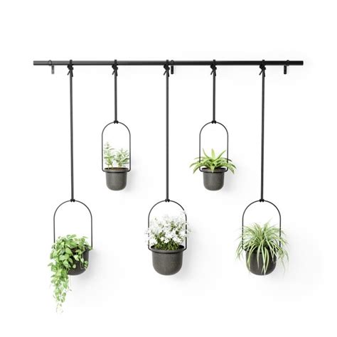 Hangplanten Kopen En Verzorgen Tips Voor Een Prachtige Verzameling In