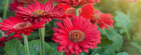 Gerbera Biosani Agricultura Biológica