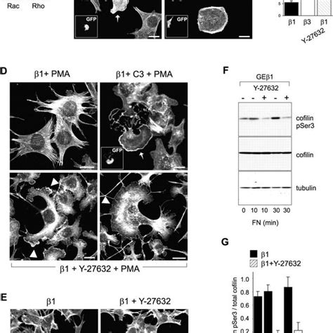 Inhibition of Rho signaling in GEβ1 cells A Rac and Rho activity