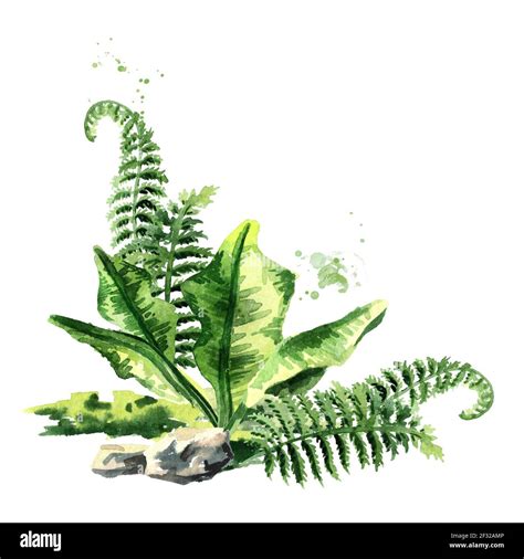 Composición De Plantas Prehistóricas Ilustración De Acuarela Dibujada A Mano Aislada Sobre