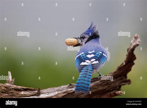 Crested blue jay hi-res stock photography and images - Alamy