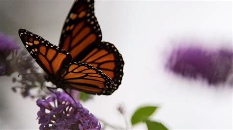 Some Monarch Butterfly Populations Are Rising. Is It Enough to Save