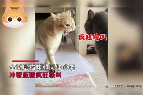 小猫吵架时直接气倒了，主人急忙查看状况：没晕过去，它缓过来了