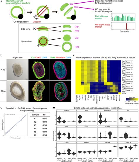 QC Method For Retinal Sheets By Testing Gene Expression In The