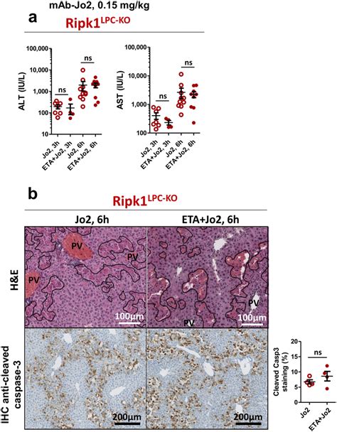 Fas Mediated Liver Injury In Ripk1 Lpc Ko Mice Is Independent Of Tnf α