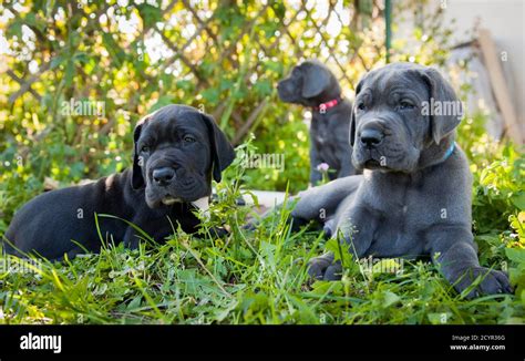 Mastiff Dog Puppies High Resolution Stock Photography And Images Alamy