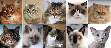 Races De Chats Les Plus Populaires Du Monde Top