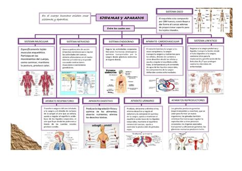 Generalidades De Anatom A Y Aparatos Mapa Mental Udocz The Best Porn